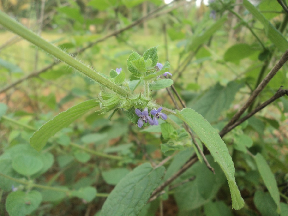 Mesosphaerum suaveolens (L.) Kuntze